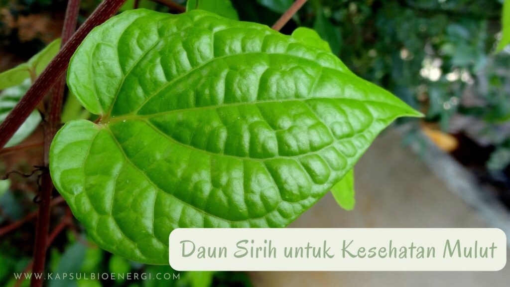 Cara Mengobati Sariawan - Kapsul Bioenergi Cara Mengobati Sariawan - Kapsul Bioenergi